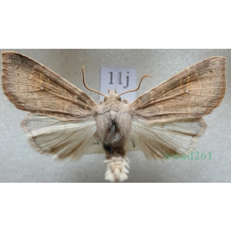Xanthia ocellaris (Borkhausen, 1792) male Ozimica oczatka Czech11j